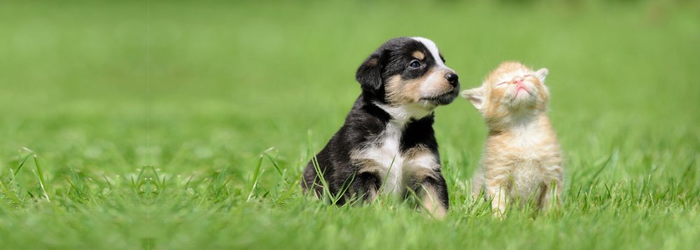 Много животных на белом фоне