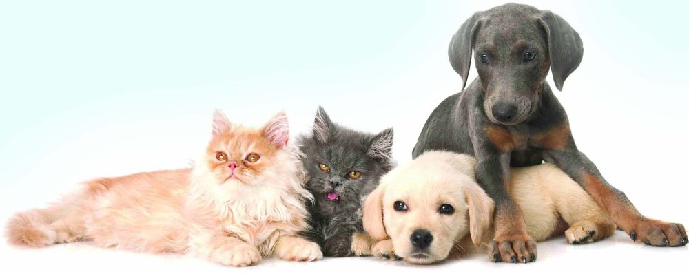 Кошка и собака на темном фоне