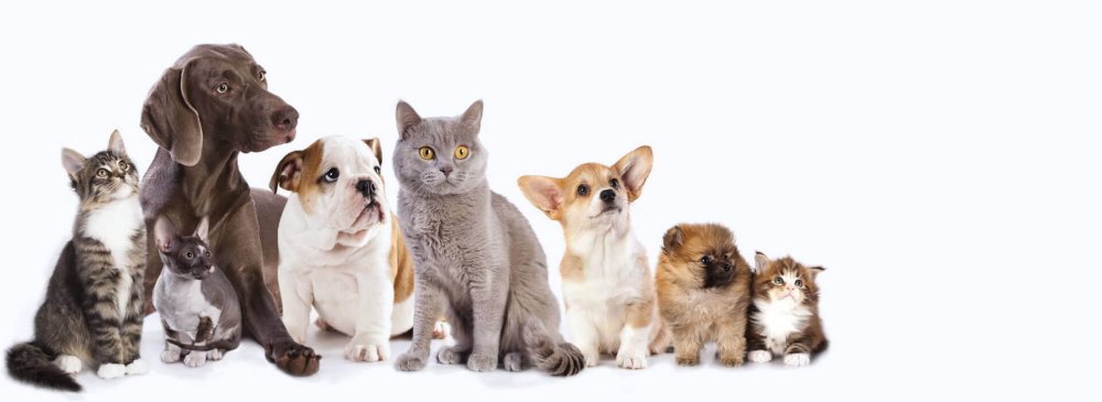 Фон для презентации с котиками