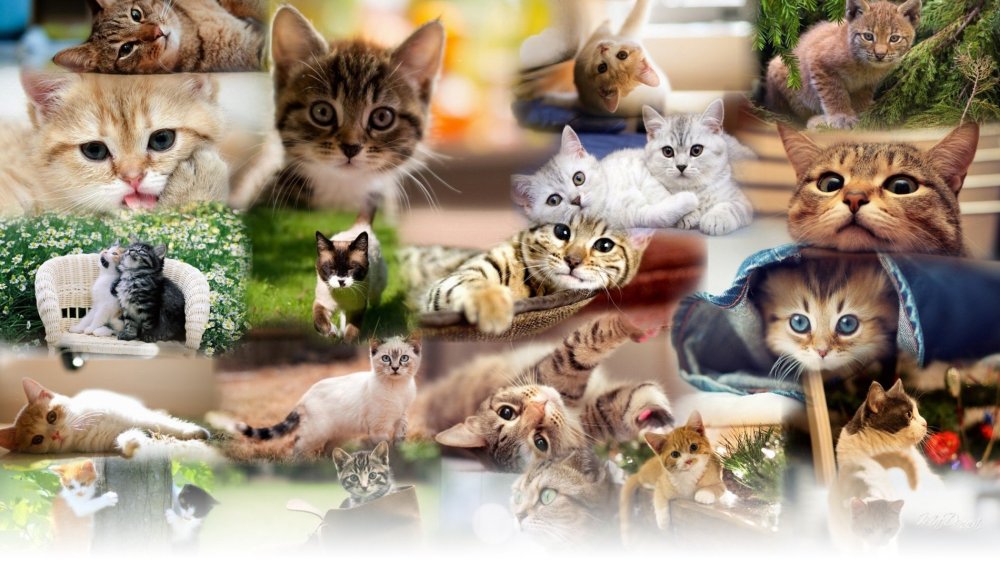 Паттерны с собаками