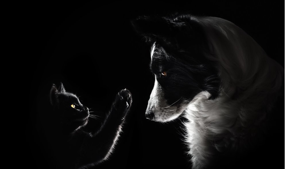 Фон котики милые