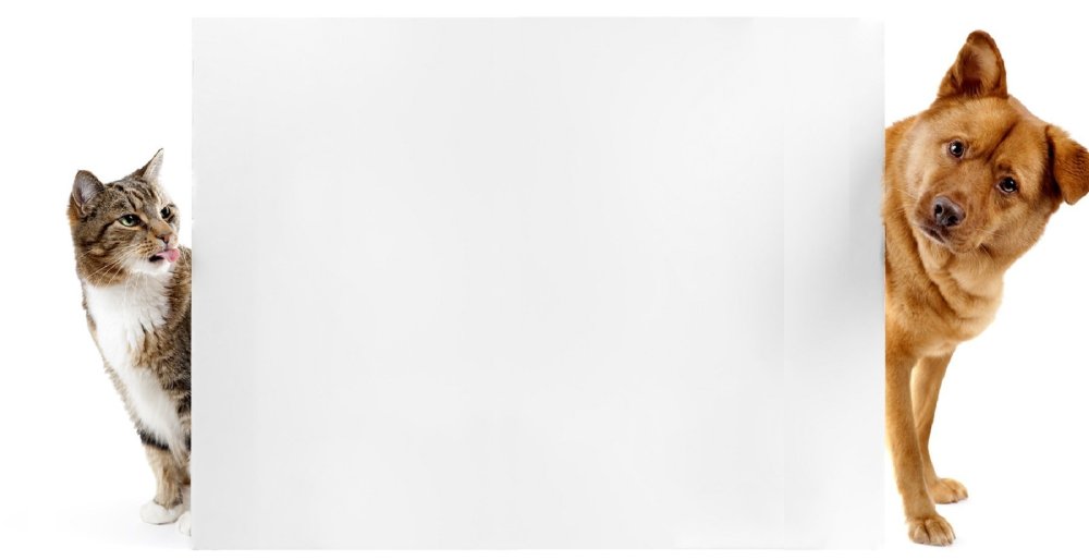 Питомцы на белом фоне