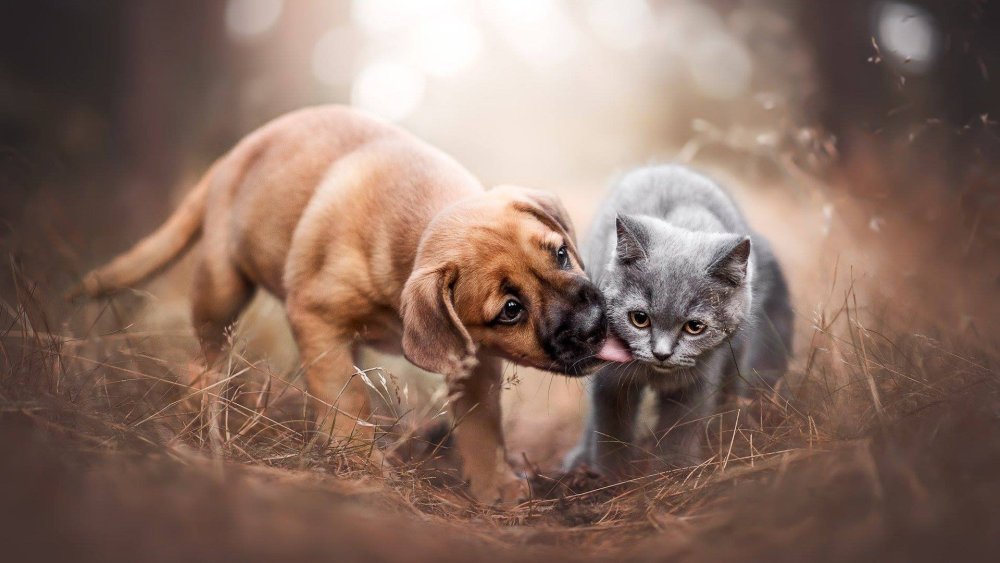 Обои с кошечками и собачками