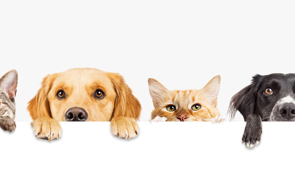 Домашние животные баннер