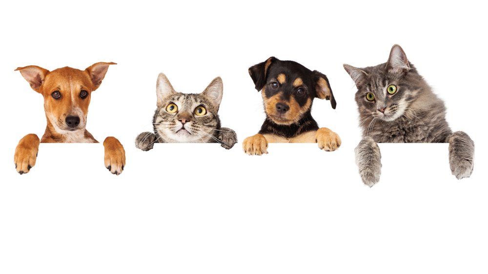 Кошка и собака на траве