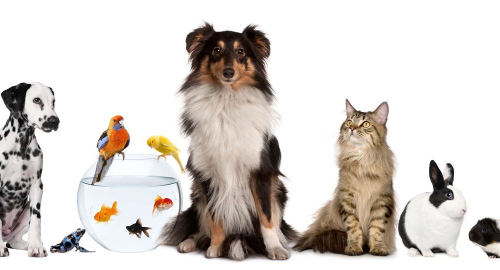 Минимализм животные