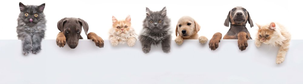 Красивые котята