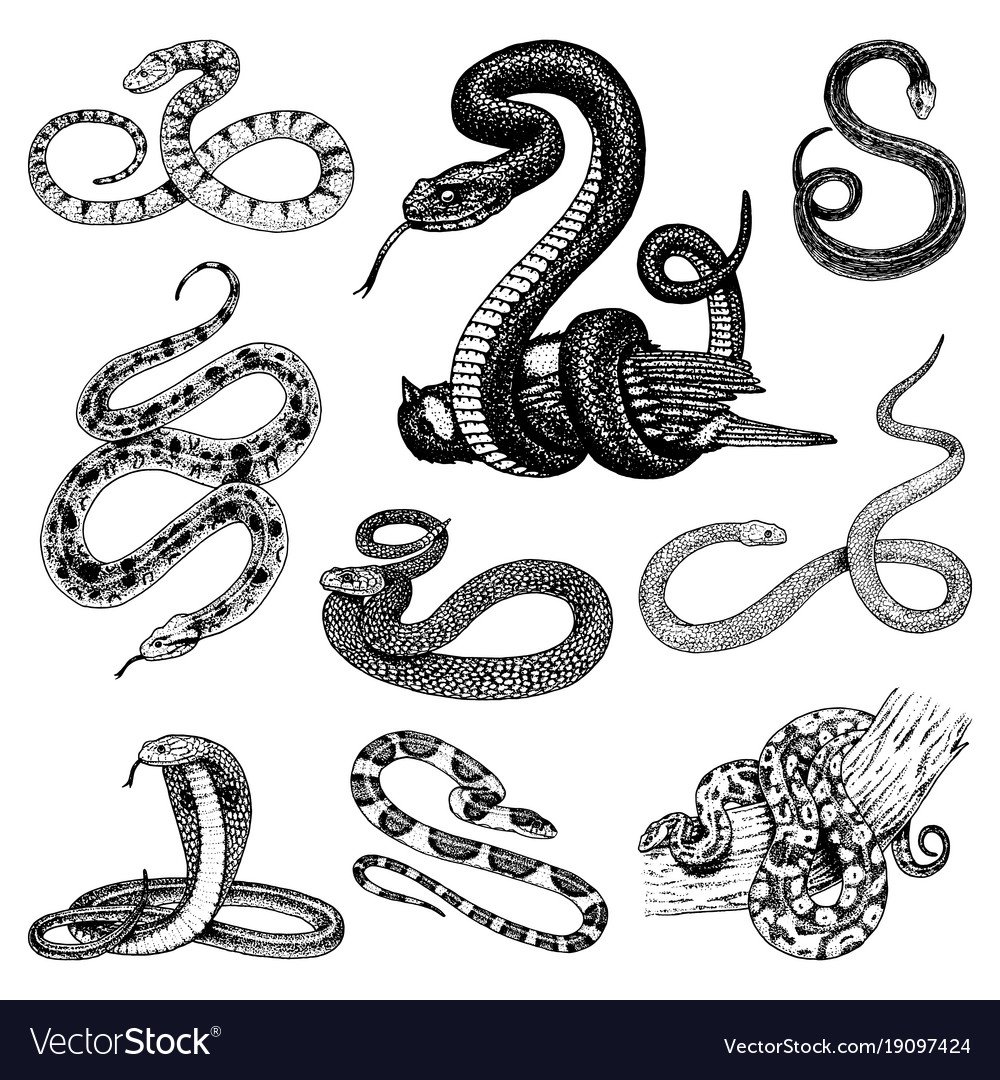 Извилистая змея