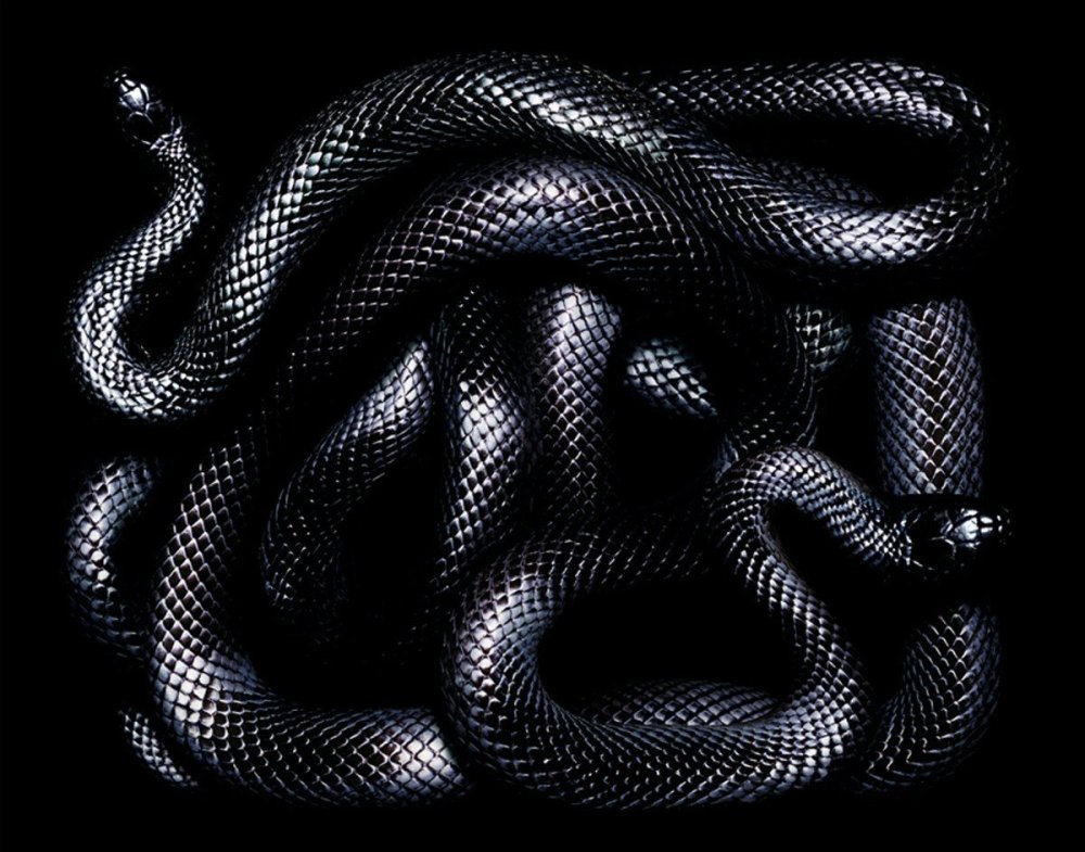 Змеи Гвидо Мокафико