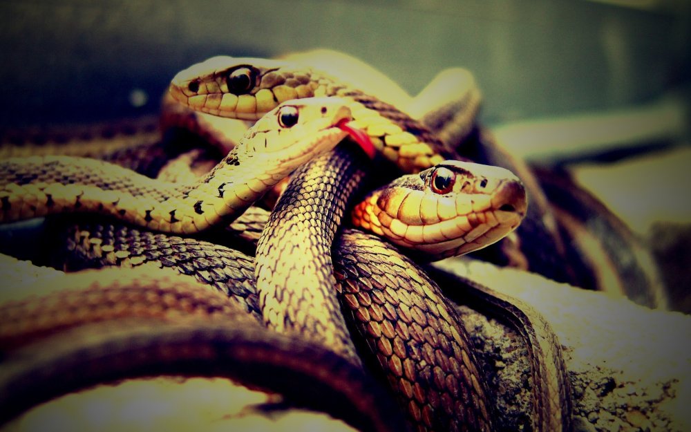 Обои на рабочий стол змеи