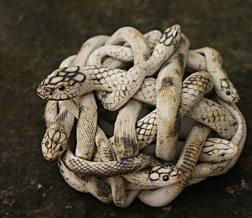 Черная змея на черном фоне