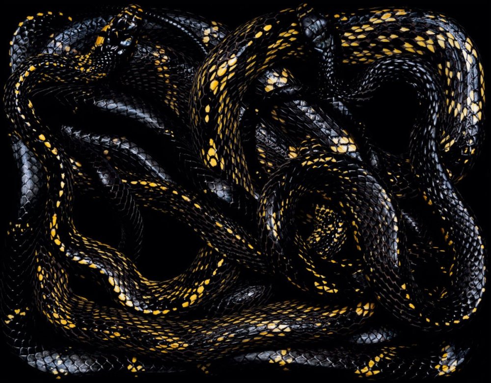 Змеи Эстетика