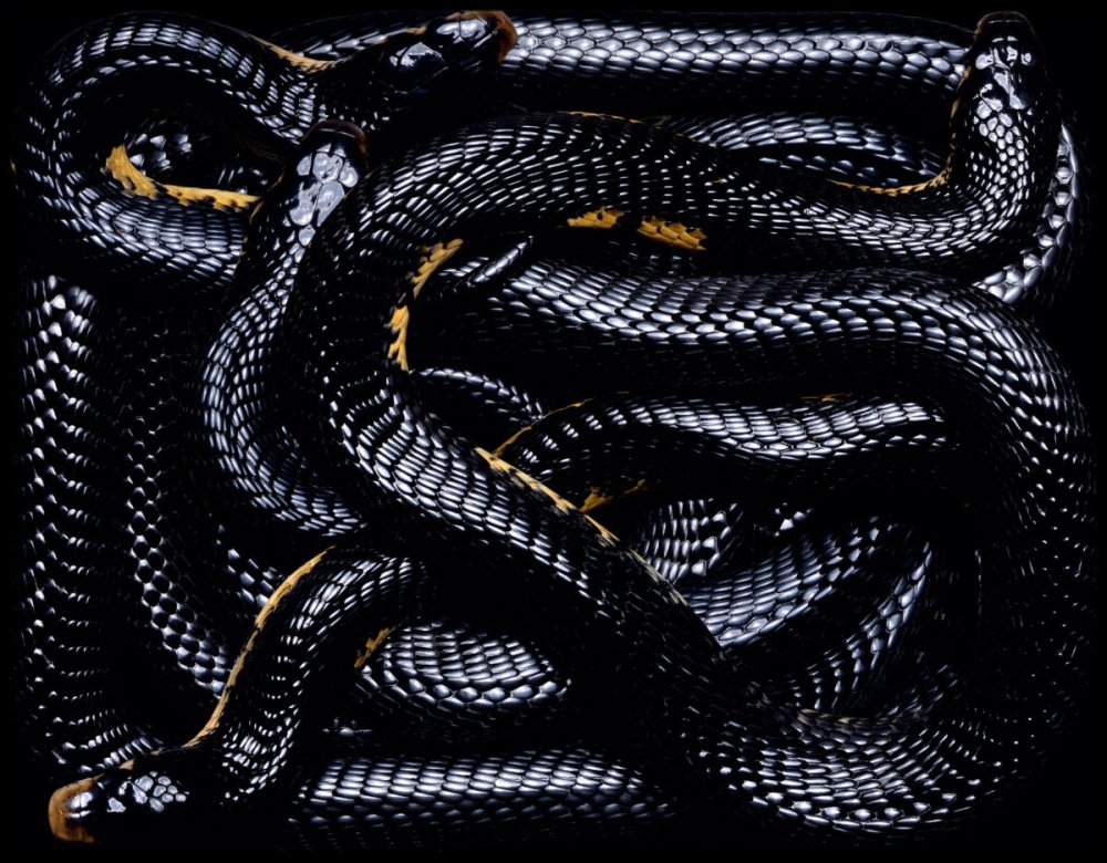 Гвидо Мокафико змеиная коллекция