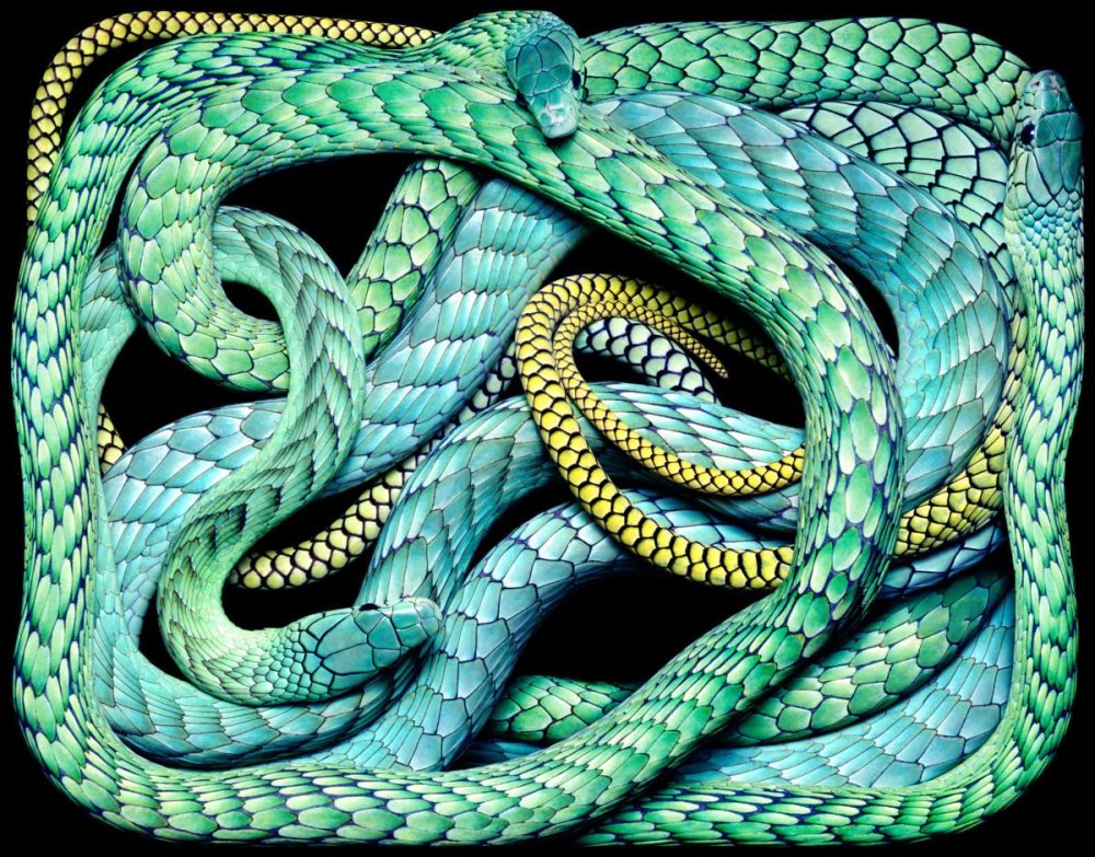 Блейк Снейк чёрная змея