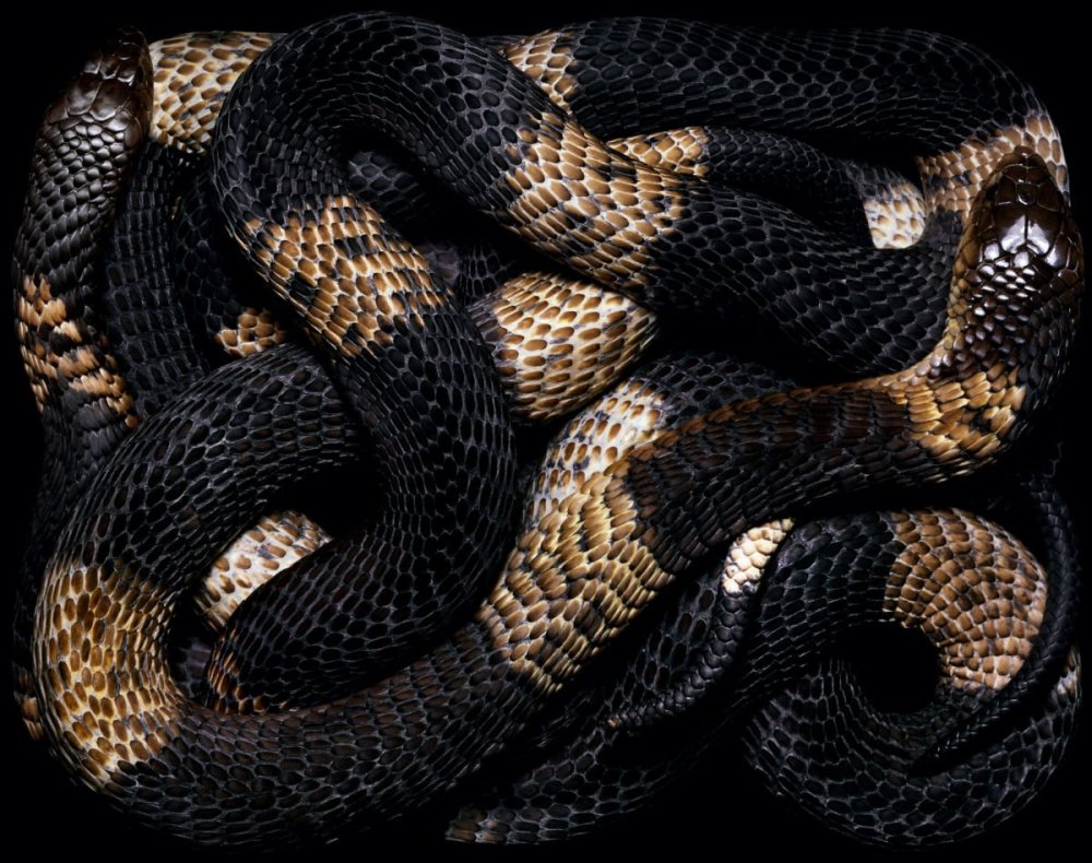 Змеи Guido Mocafico