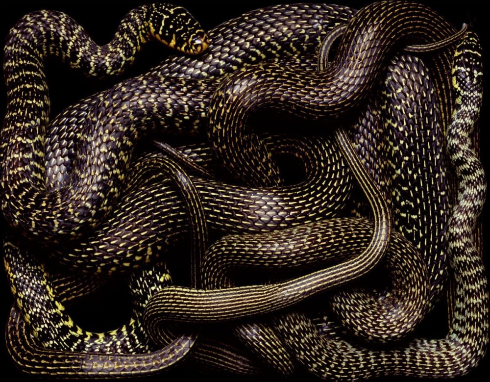 Змеи Гвидо Мокафико