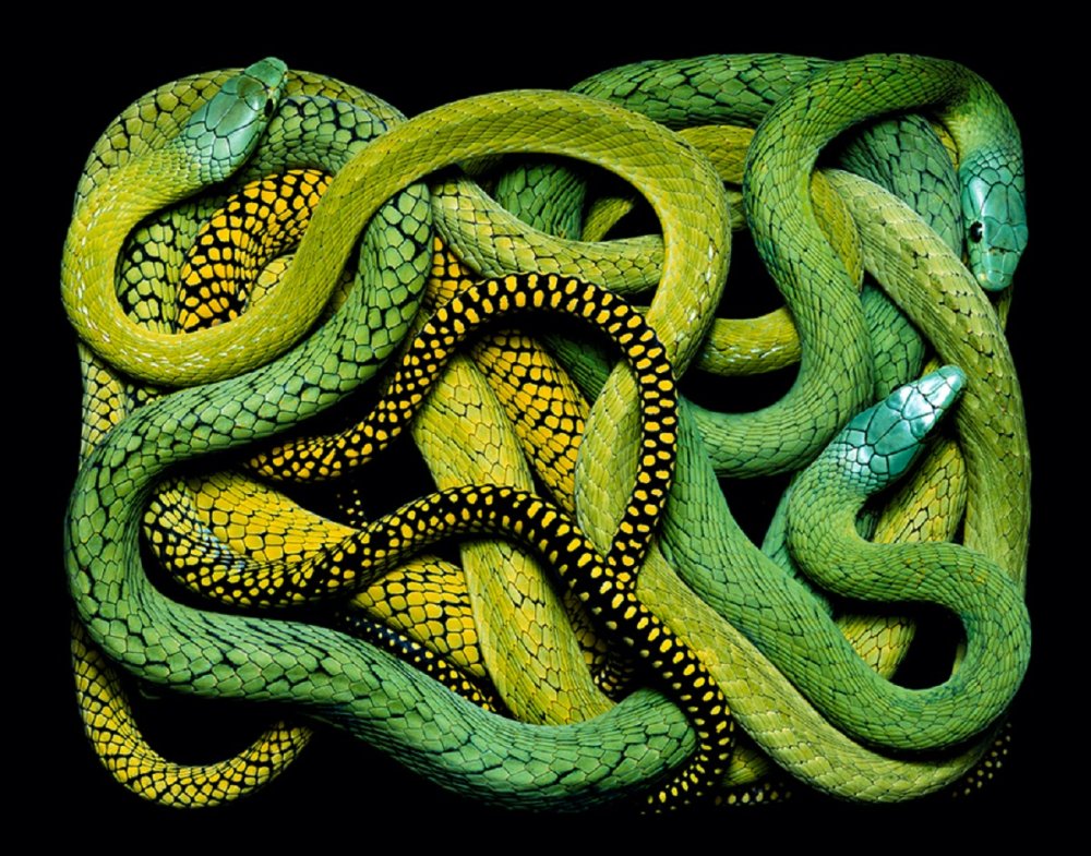 Гвидо Мокафико змеиная коллекция