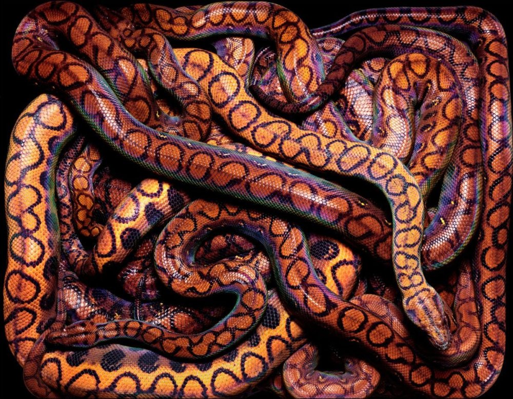 Змеи Эстетика