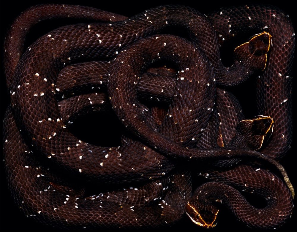 Змеи Guido Mocafico