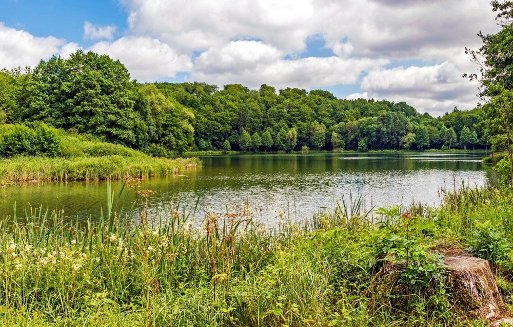 Берег реки травяной