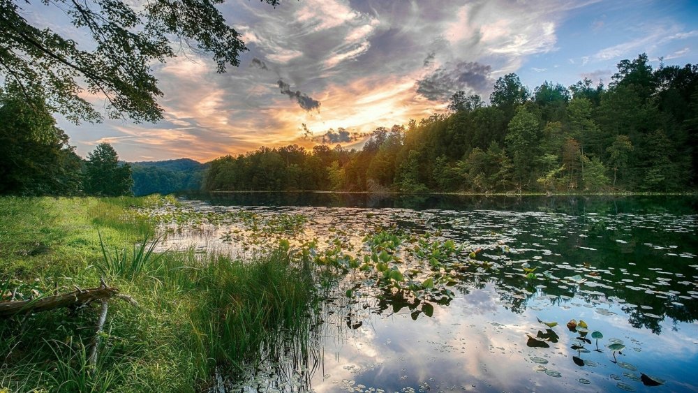Лето лес река