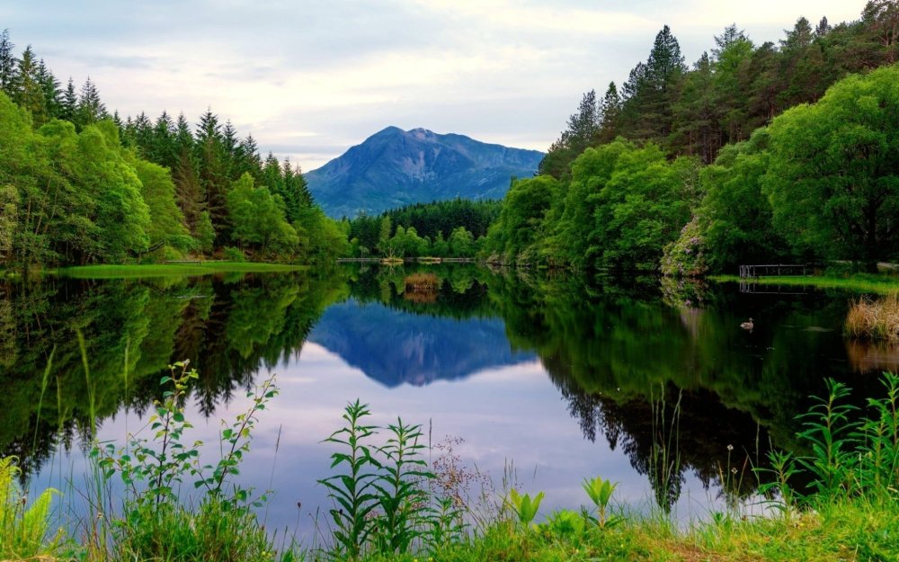 Река в лесу