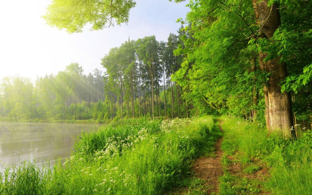 Летний лес Лужского района