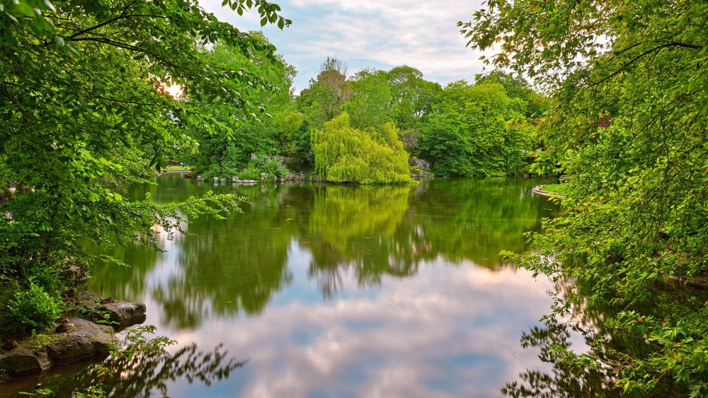 Лето лес река