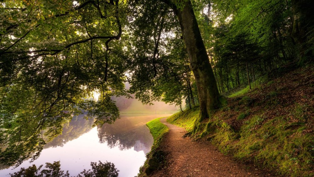 Природа лес