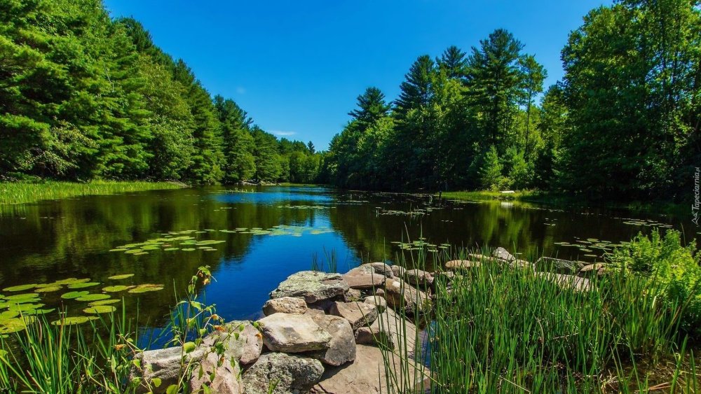 Хадыженское Лесное озеро