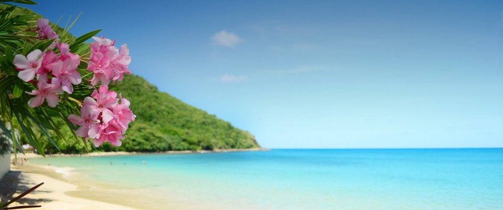 Берег море в цветах