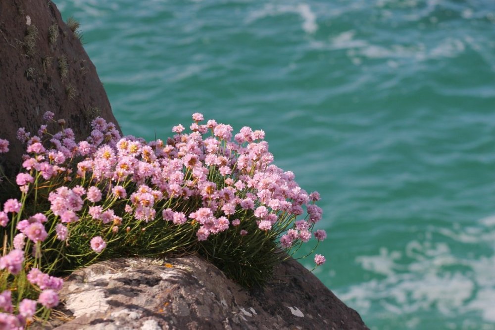 Море цветов