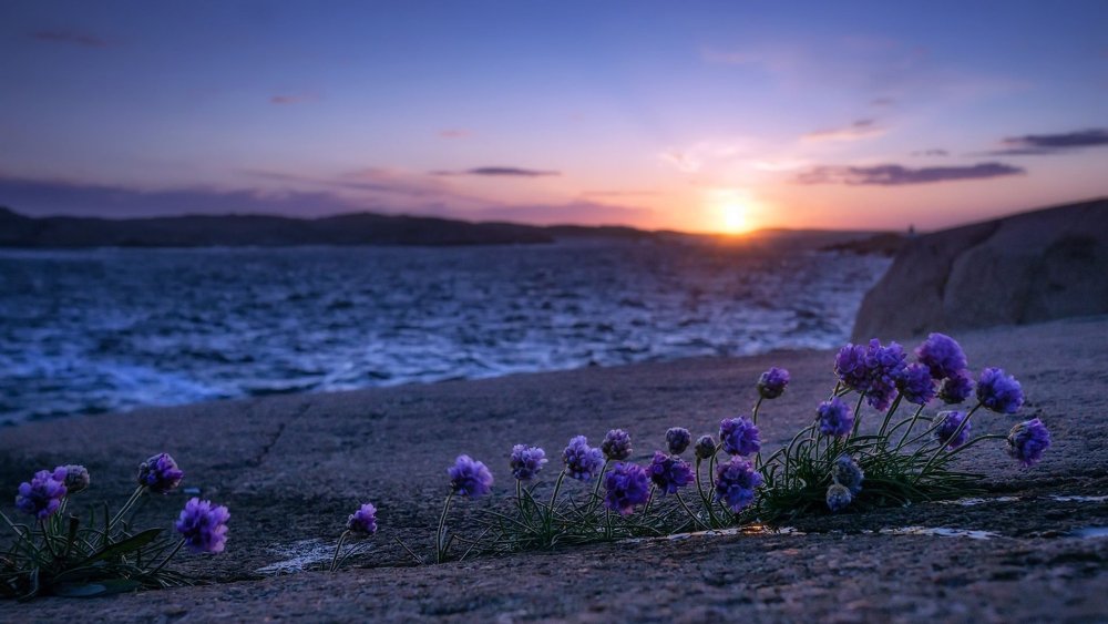 Летние картинки на рабочий стол