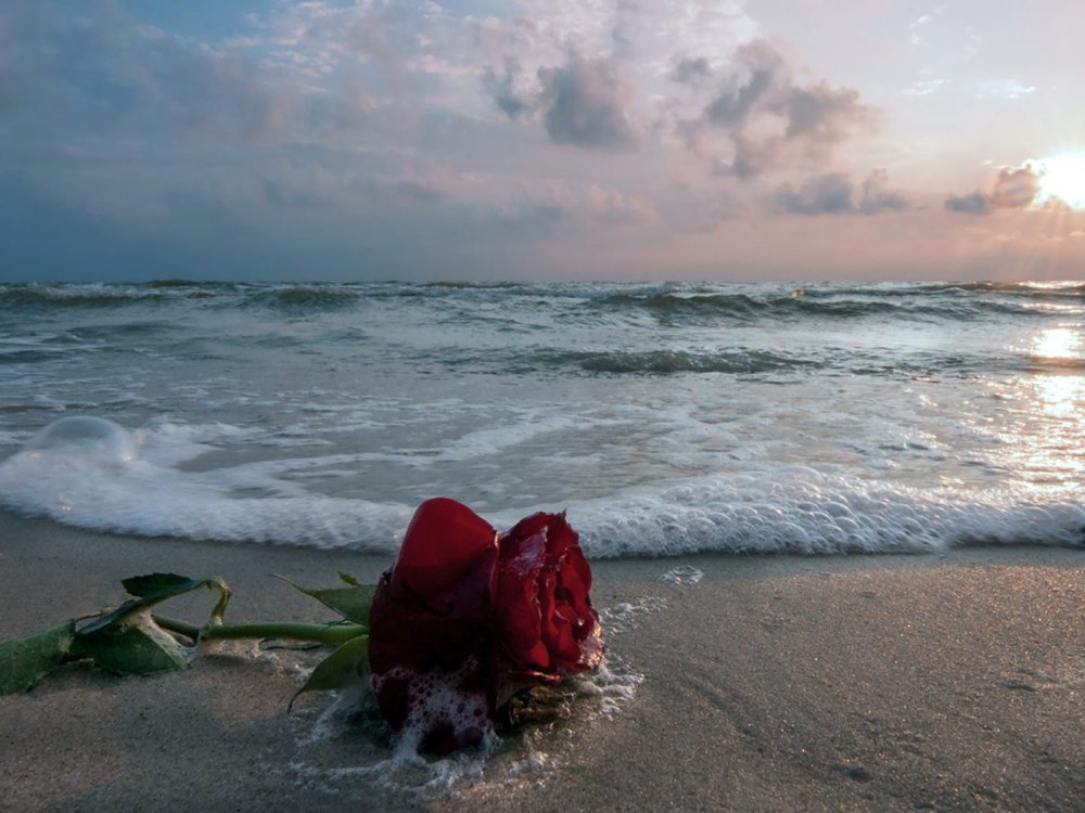 Море в пастельных тонах цветы