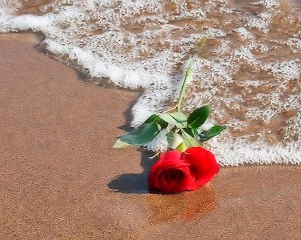 Море цветов и солнце