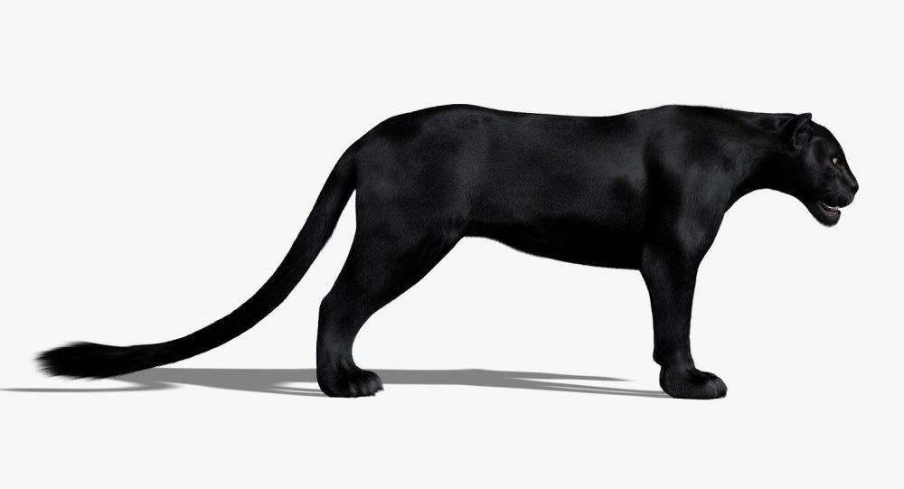 Пантера вид сбоку животное