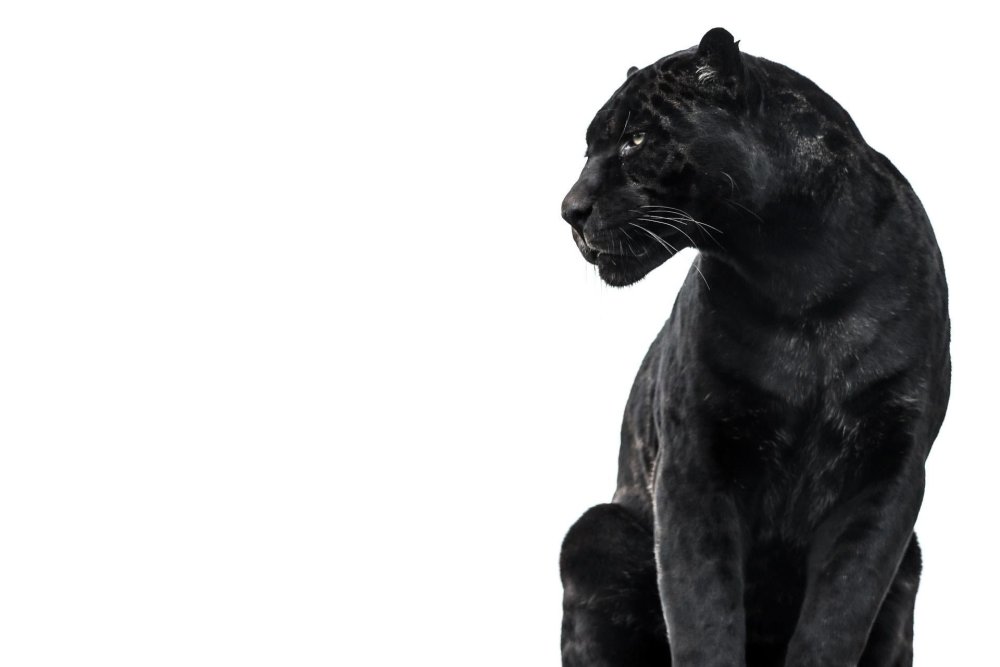 Пантера на белом фоне