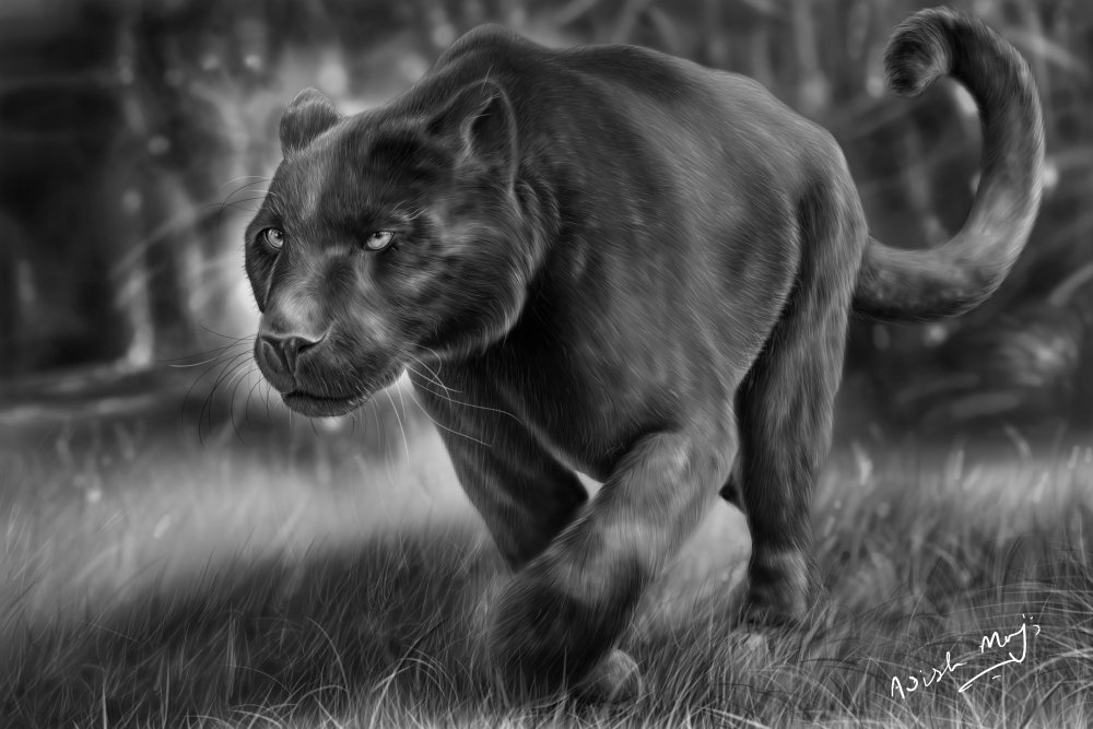 Пантера рисунок