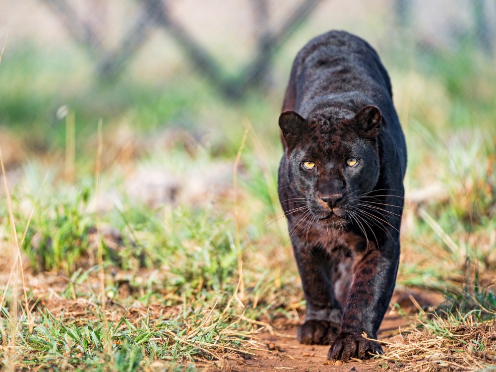 Горная пантера