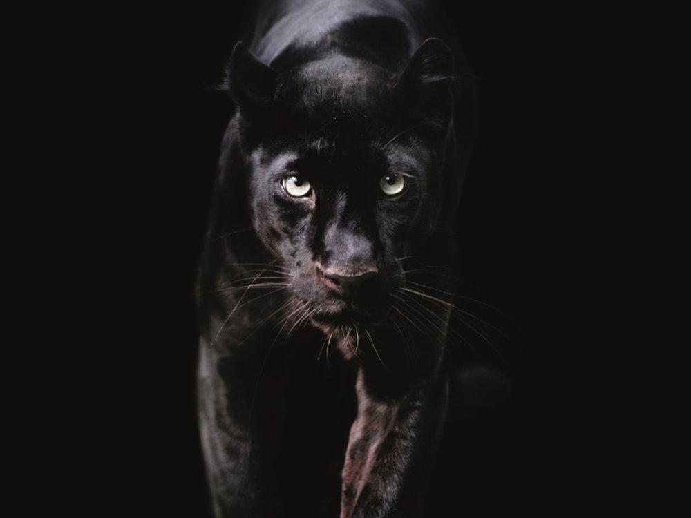 Глаза пантеры на черном фоне