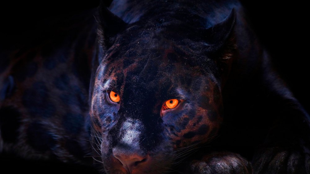 Пантера на белом фоне