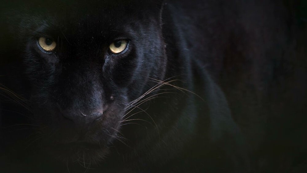 Пантера схематично