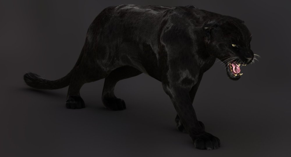 Животные на закате