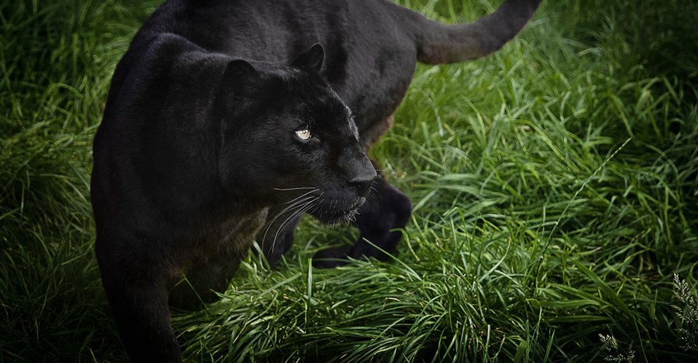 Уссурийская пантера