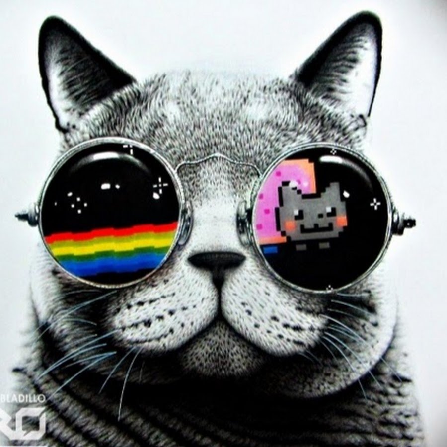 Кот в очках космос