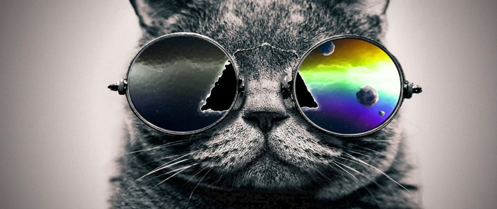 Кот в очках обои