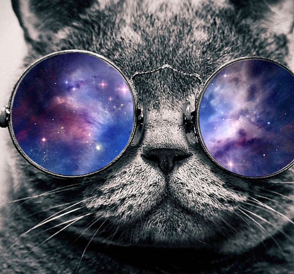 Кот в очках