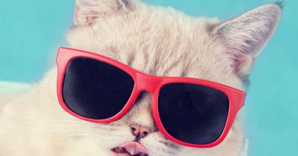 Неоновый кот HD