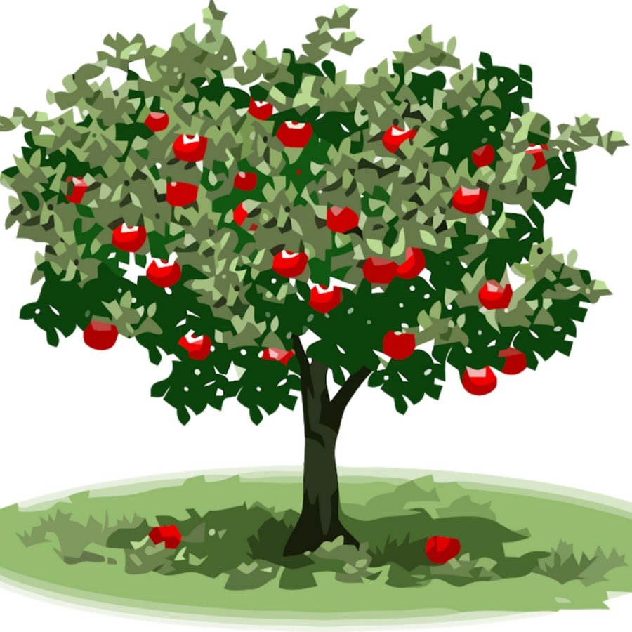 Яблоня на белом фоне