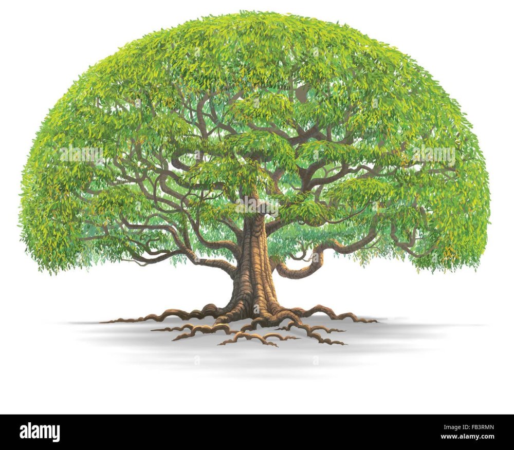 Дерево с большой кроной и корнями